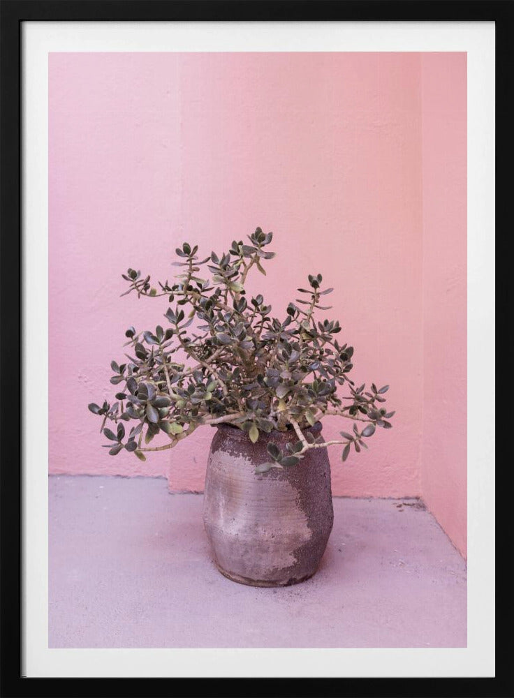 Spanish Rustic Succulent | Poster