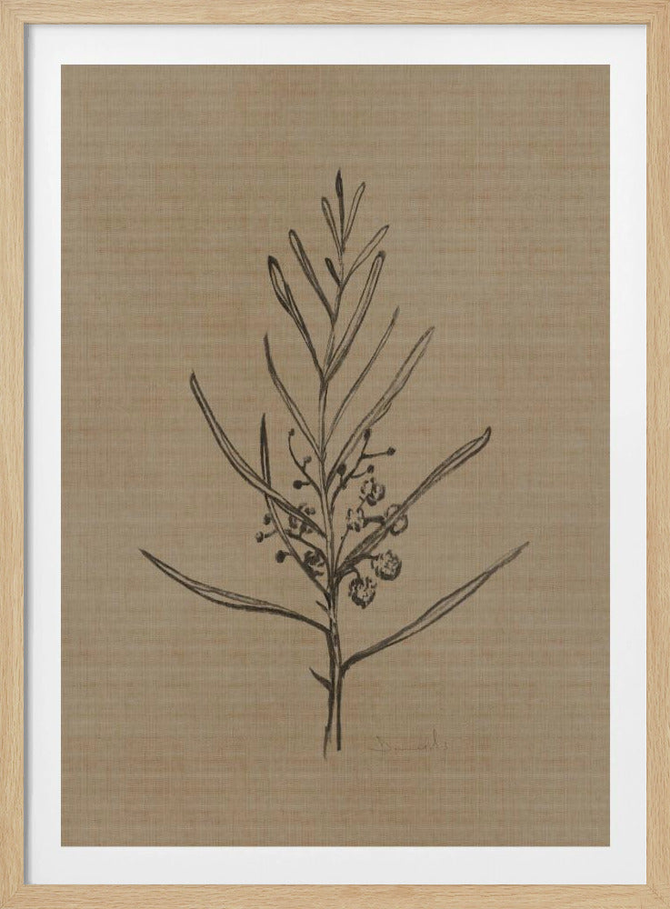 Blackwood Sapling | Poster