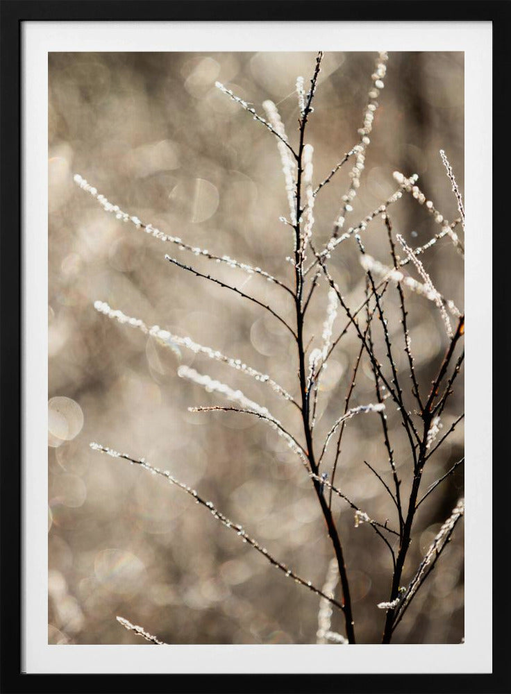 A Winter Morning 5 | Poster