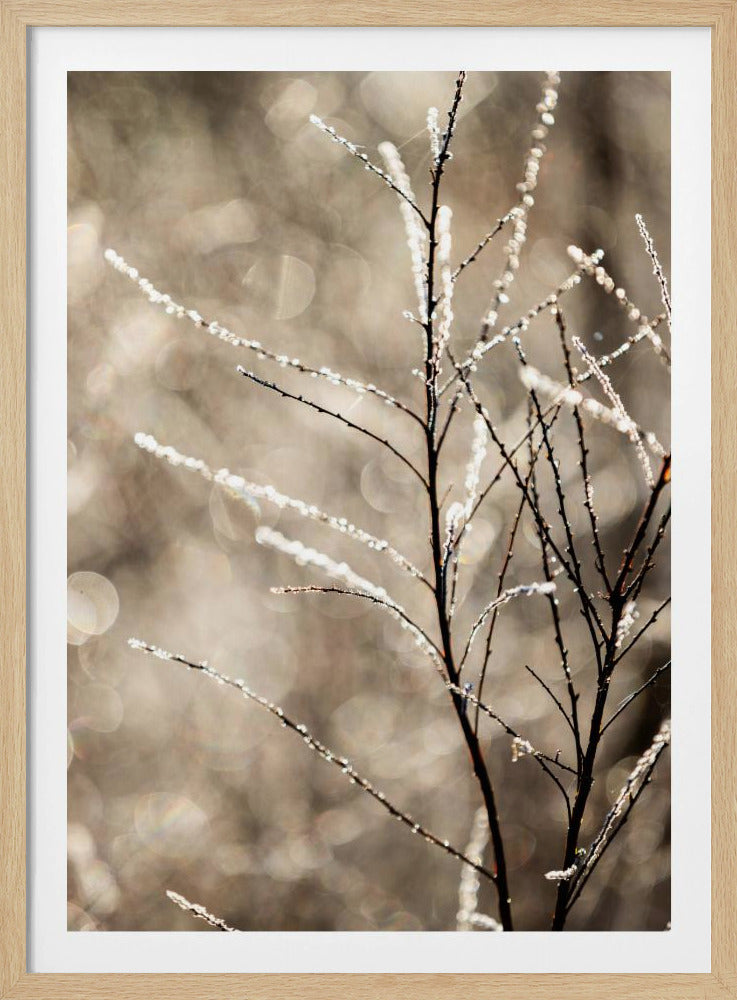 A Winter Morning 5 | Poster