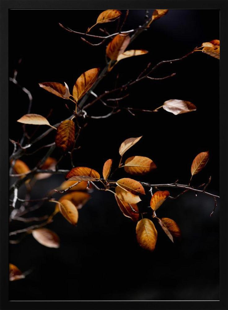Autumn Leaves 15 | Poster