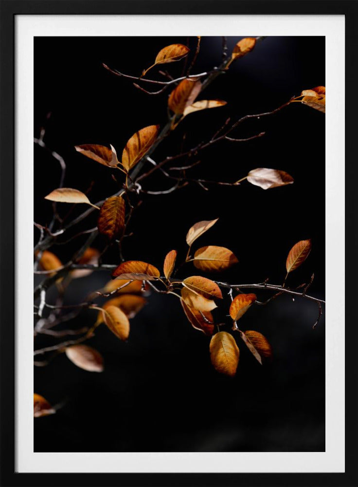 Autumn Leaves 15 | Poster