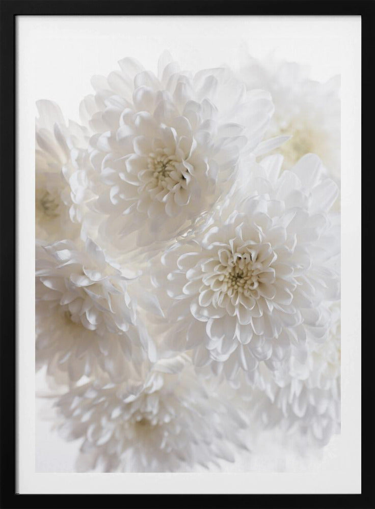White Flowers 1 | Poster