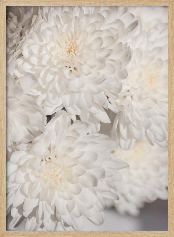 White Flowers 2 | Poster