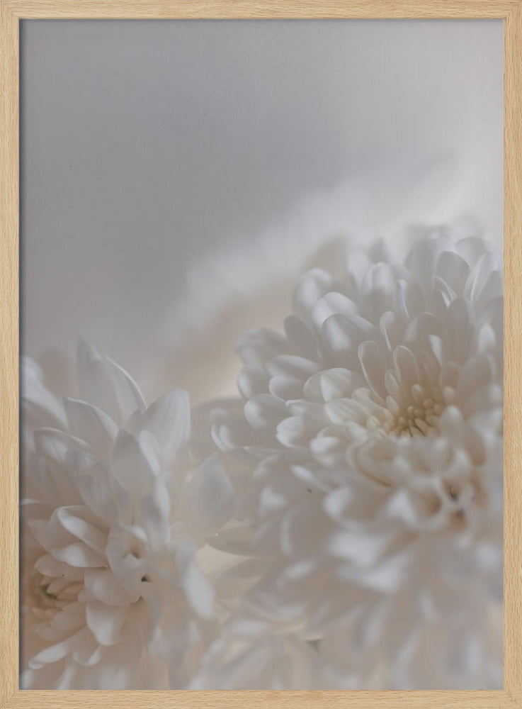 White Flowers 3 | Poster