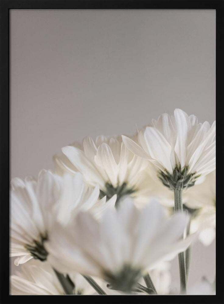 White Flowers 4 | Poster