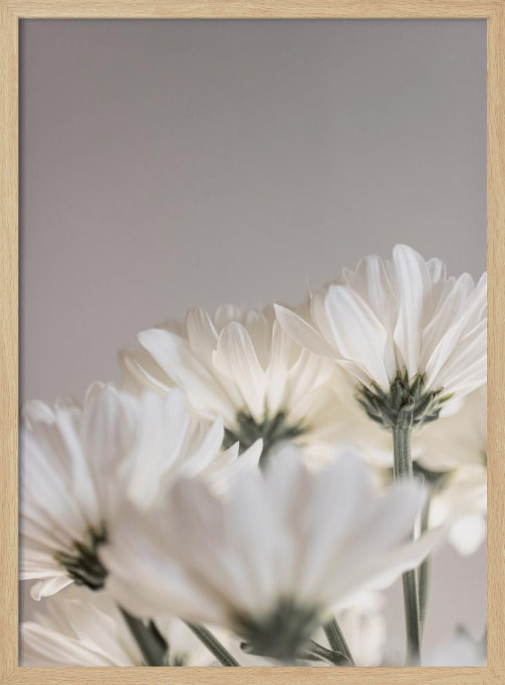 White Flowers 4 | Poster