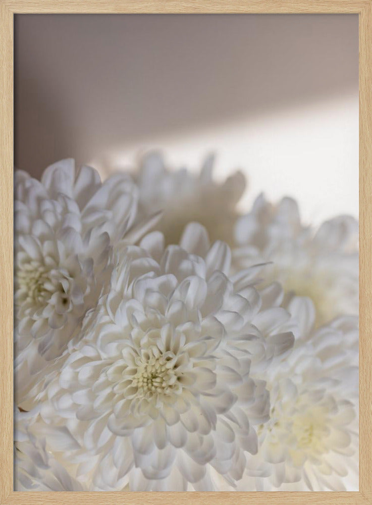 White Flowers 6 | Poster