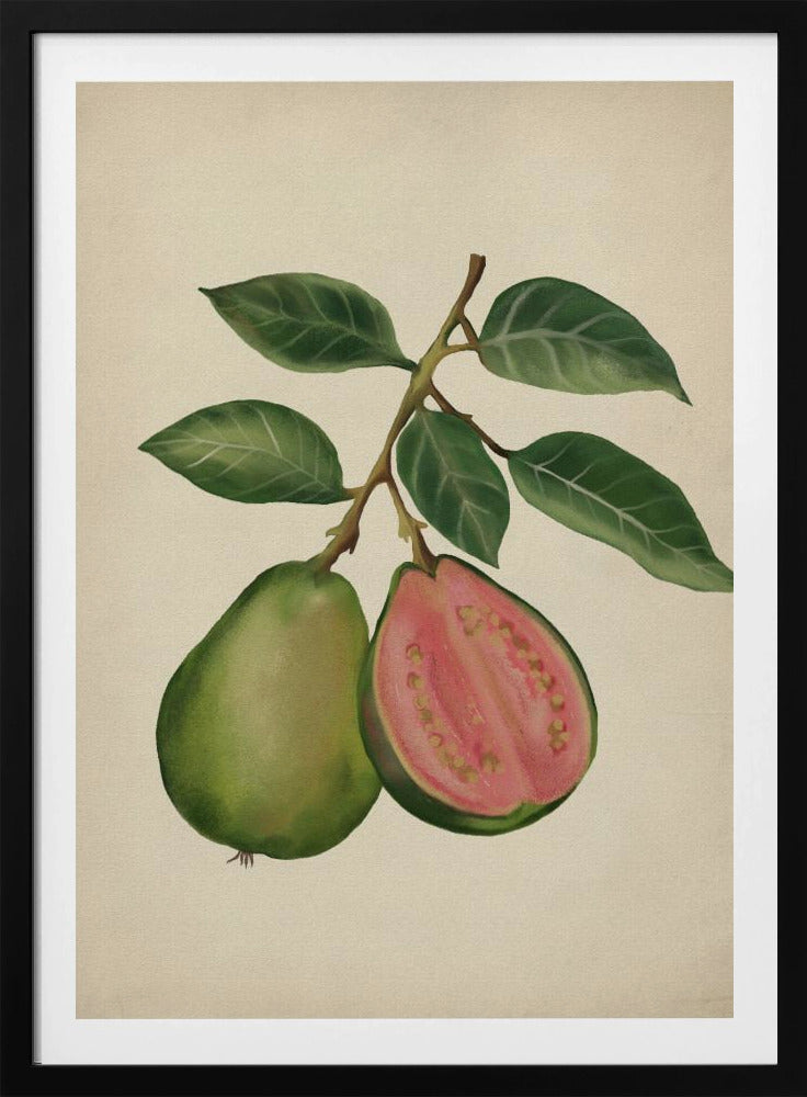 Vintage guava | Poster