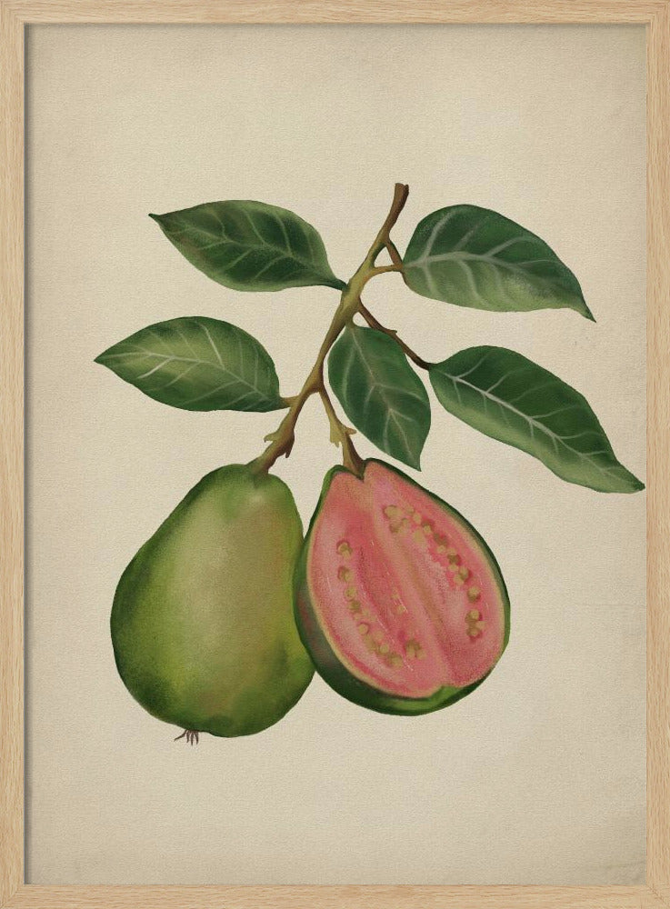 Vintage guava | Poster
