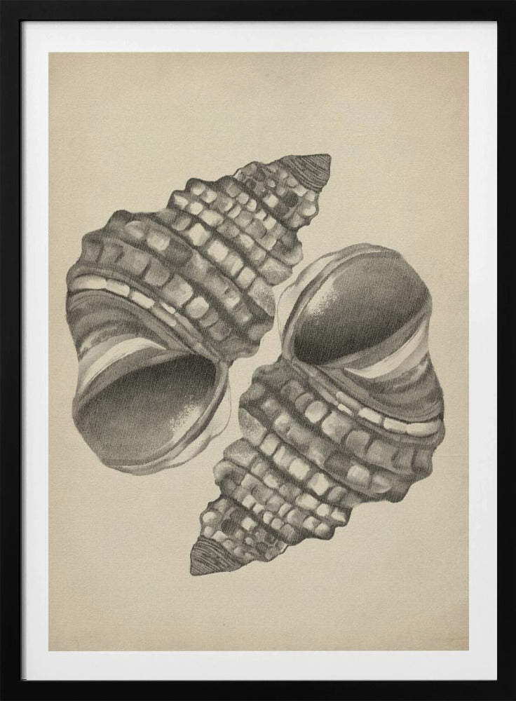 Seashells | Poster