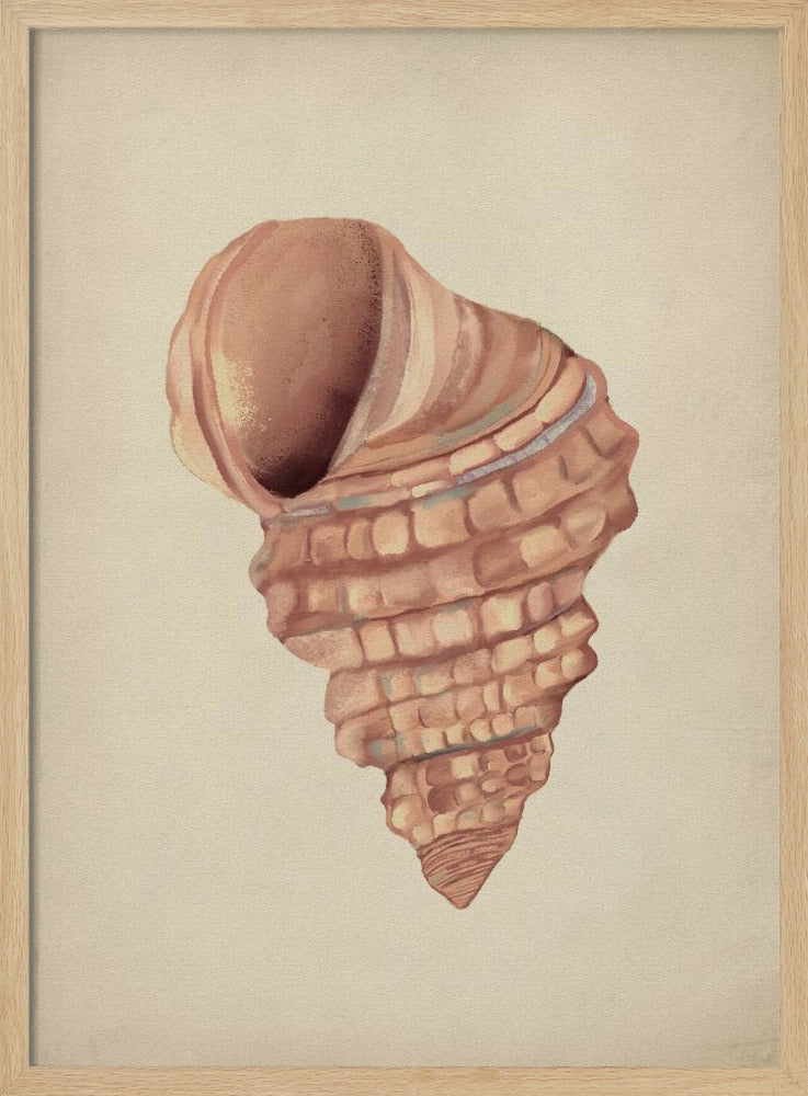 Pink seashells | Poster