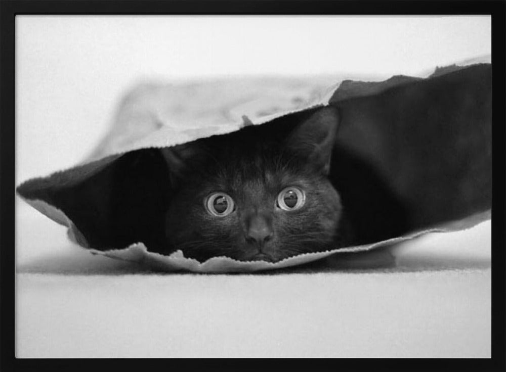 Cat in a bag | Poster