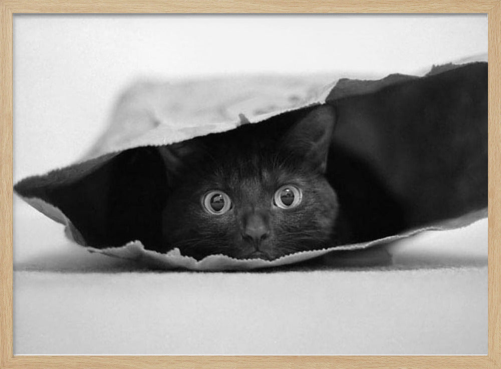 Cat in a bag | Poster