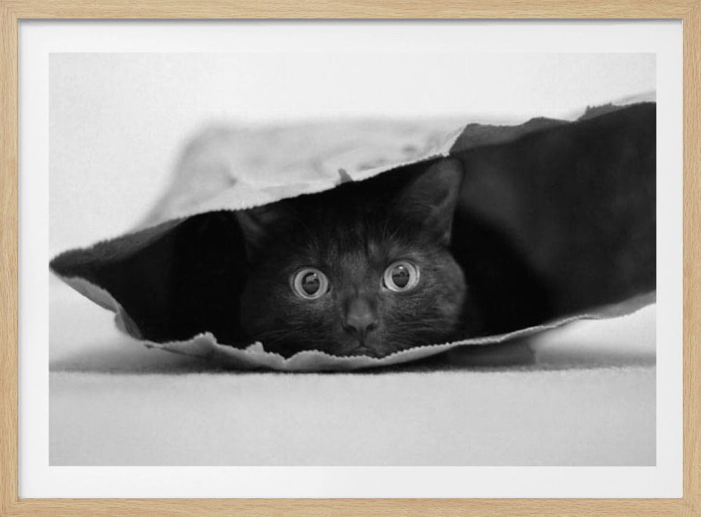 Cat in a bag | Poster