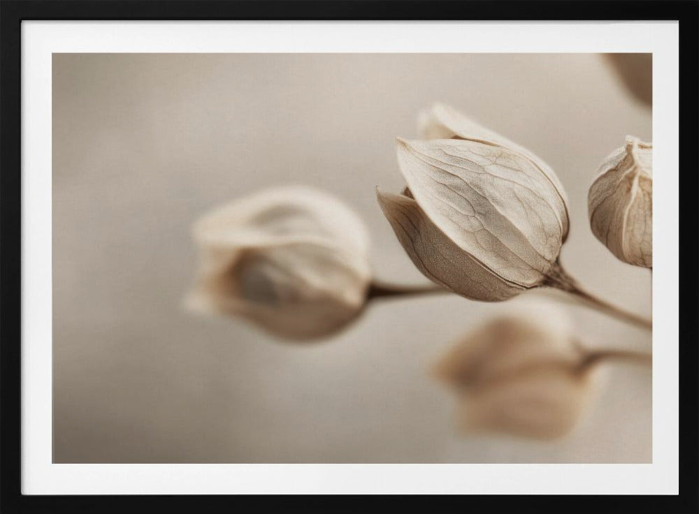 Whispering Petals | Poster