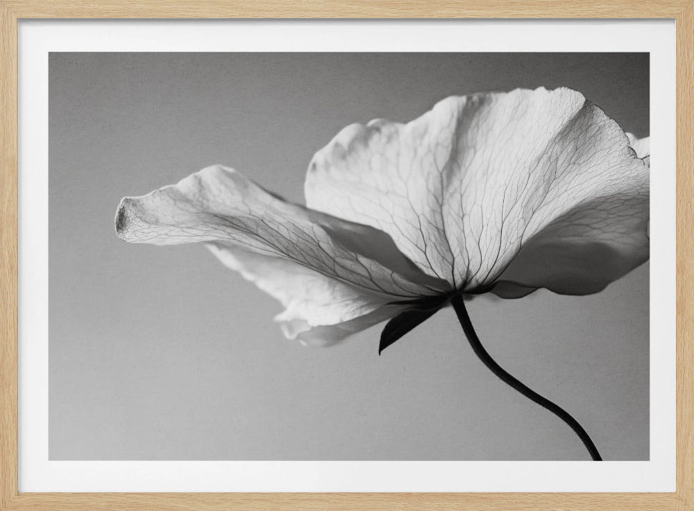 Delicate Petal Dance | Poster