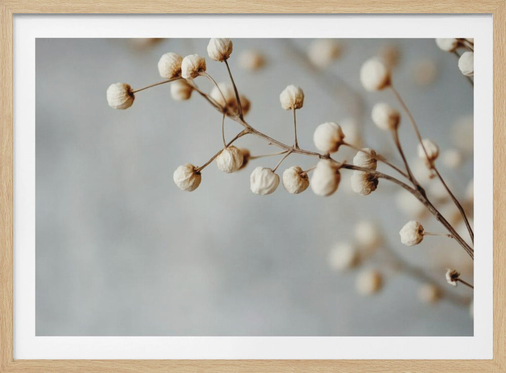 Dried Elegance | Poster