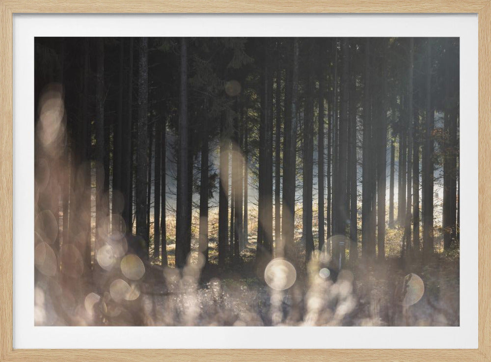 Forest Glow 1 | Poster