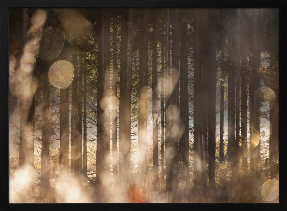 Forest Glow 2 | Poster