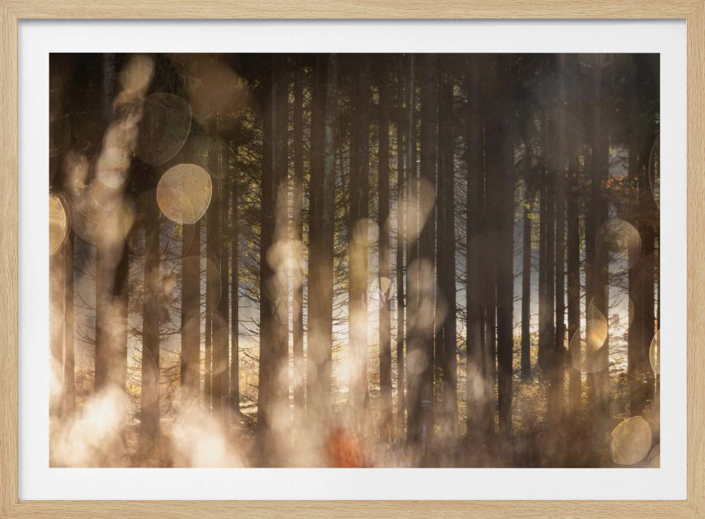 Forest Glow 2 | Poster