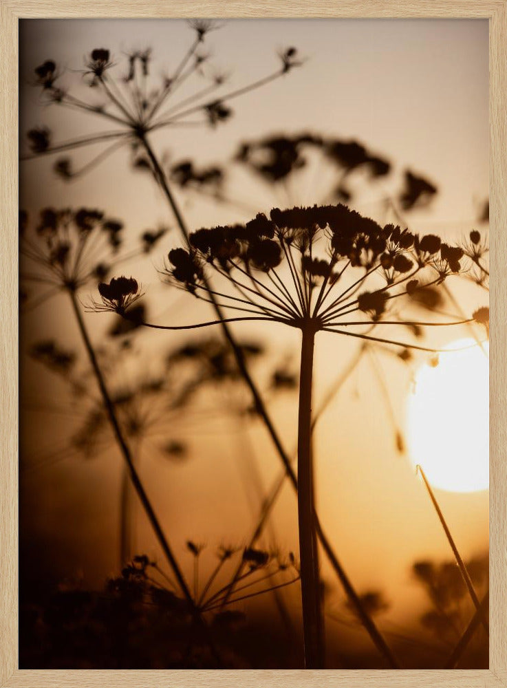 Golden Hour 1 | Poster