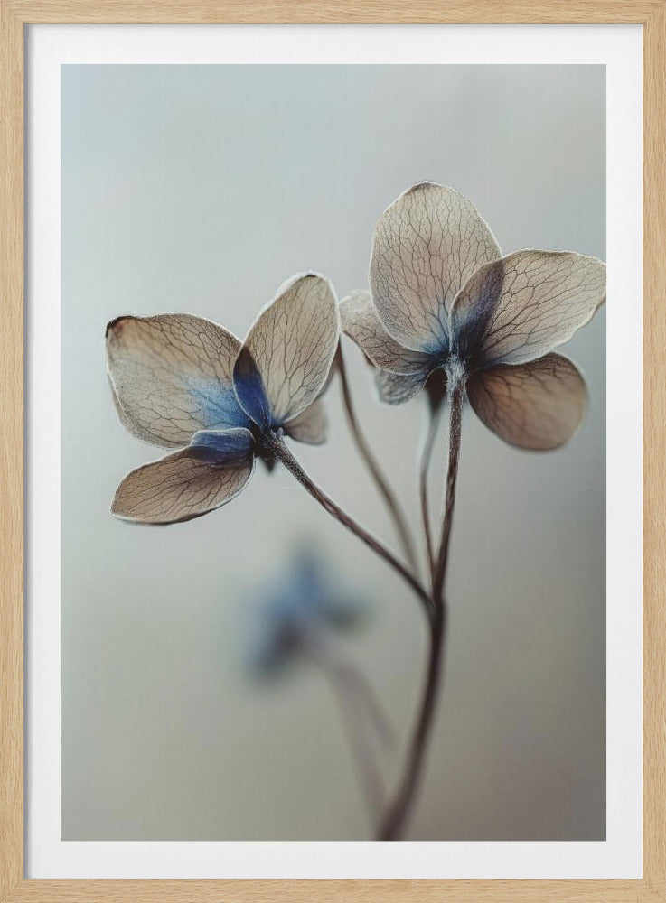 Whispers of Petals | Poster