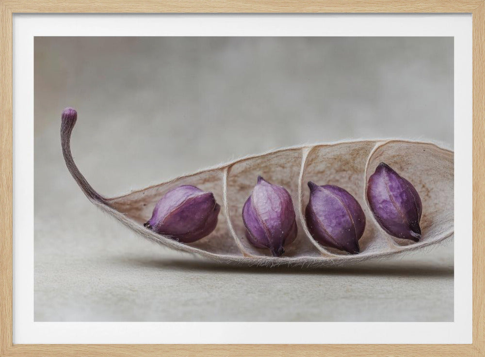 Purple Pod Harmony | Poster