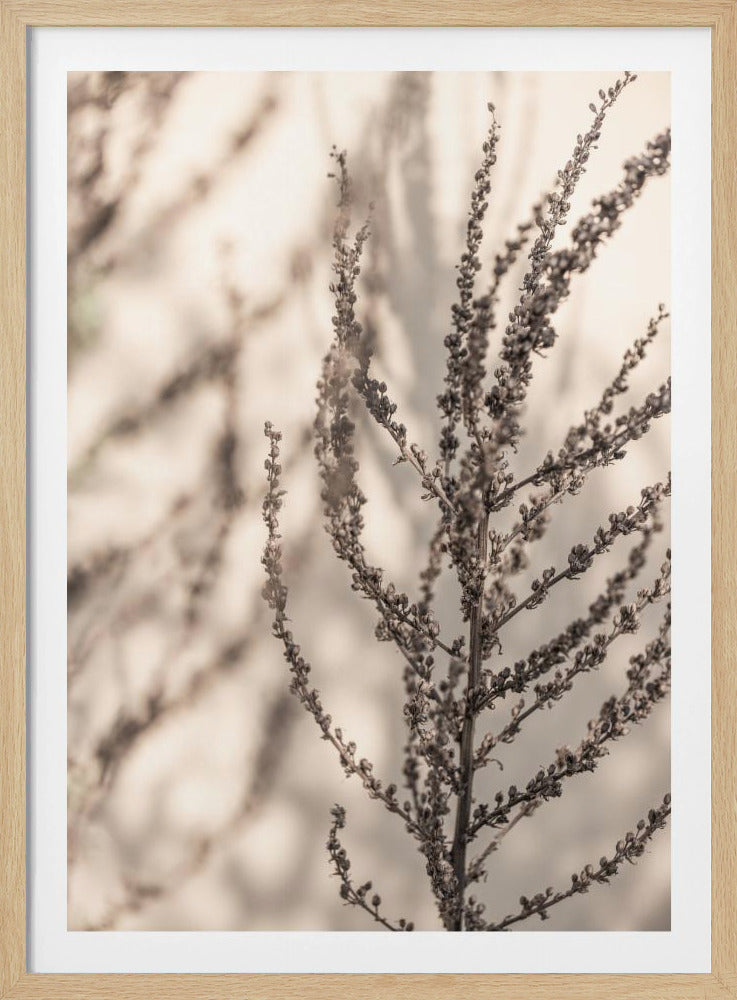 Summer Shadows 7X | Poster