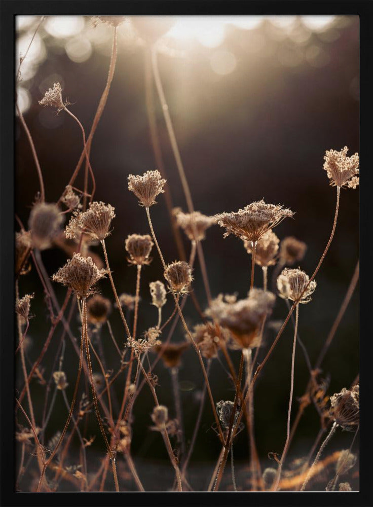 Warm Winter Light 2 | Poster