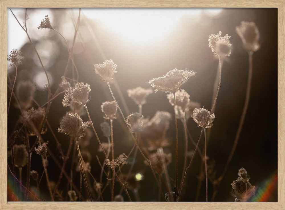 Warm Winter Light 3 | Poster