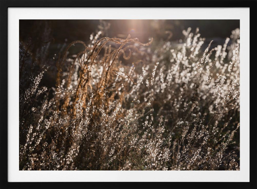 Warm Winter Light 4 | Poster
