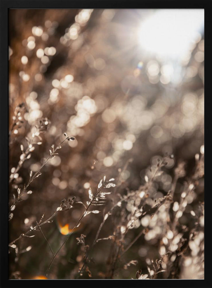 Warm Winter Light 6 | Poster