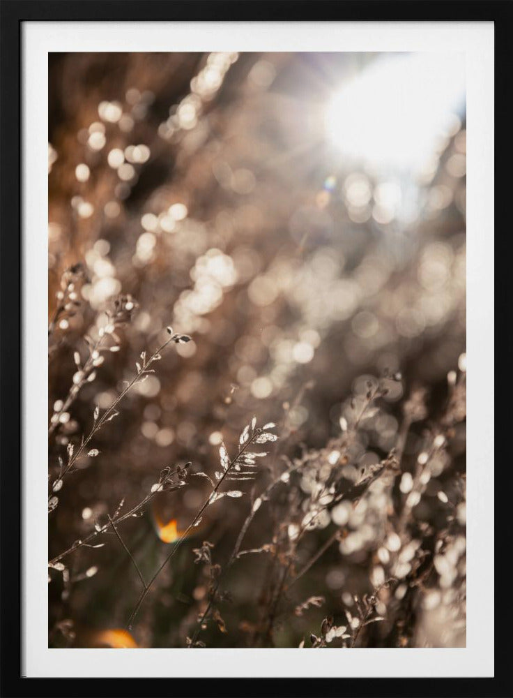 Warm Winter Light 6 | Poster