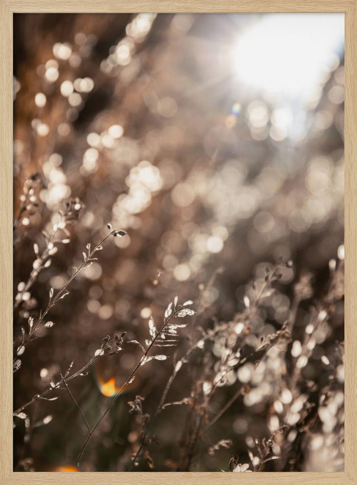 Warm Winter Light 6 | Poster