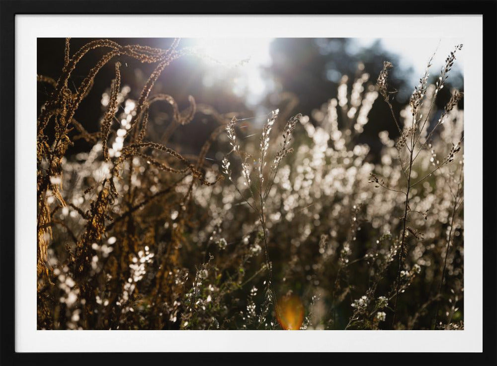 Warm Winter Light 7 | Poster