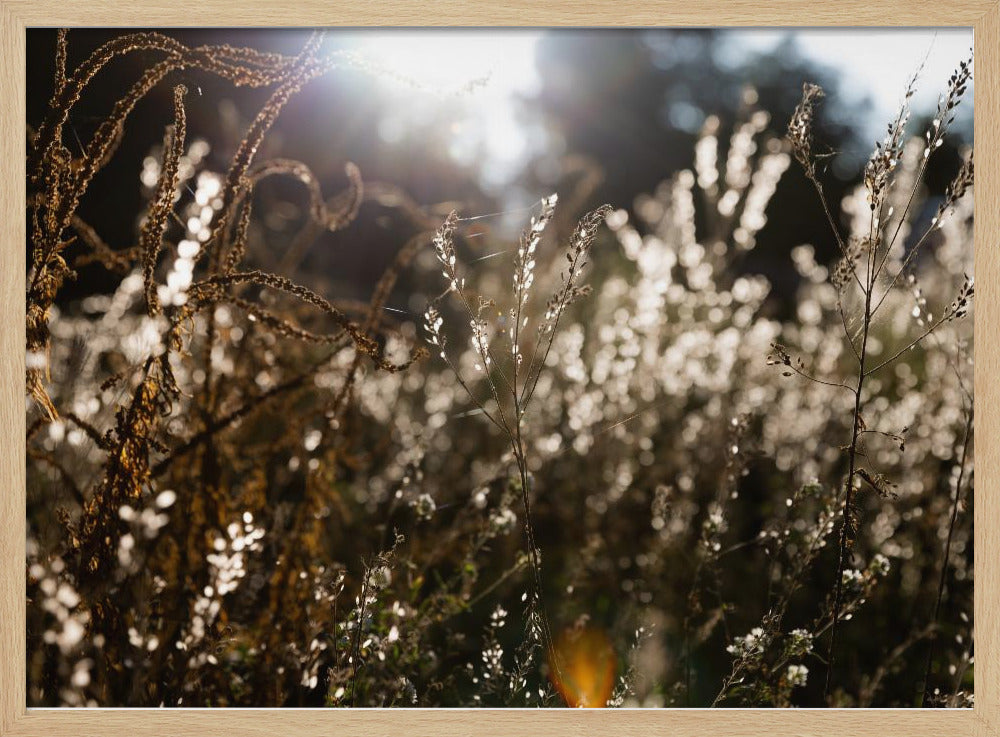 Warm Winter Light 7 | Poster