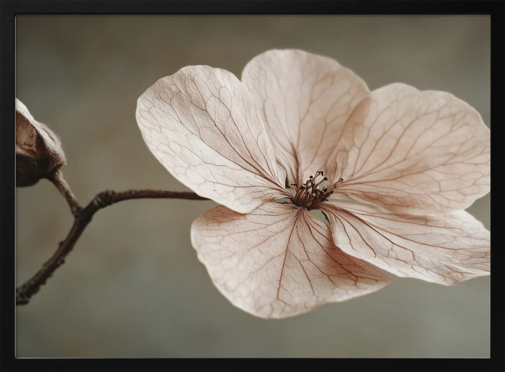 Delicate Bloom | Poster