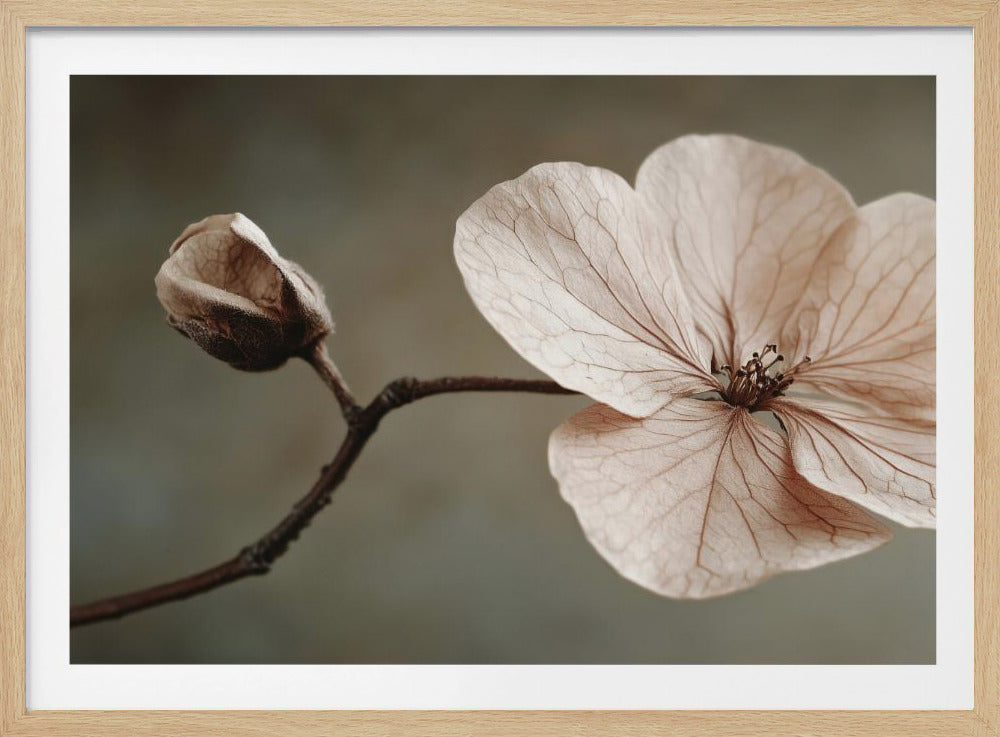 Delicate Bloom | Poster