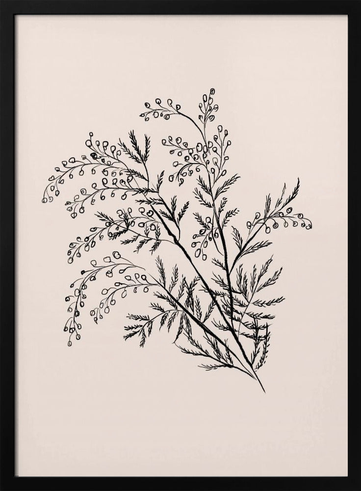 Acacia Botanical Branch | Poster