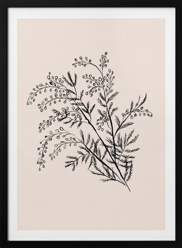 Acacia Botanical Branch | Poster