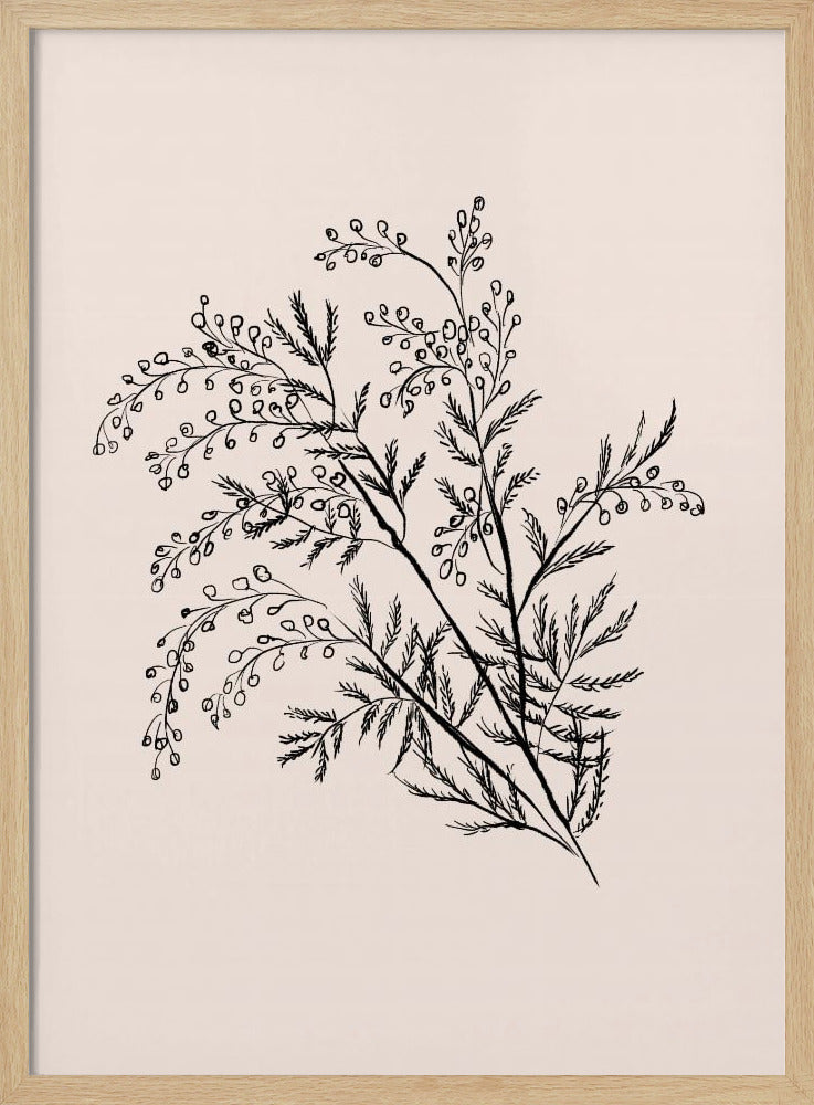 Acacia Botanical Branch | Poster
