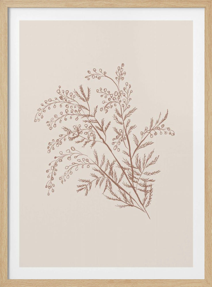 Acacia Botanical Branch | Poster