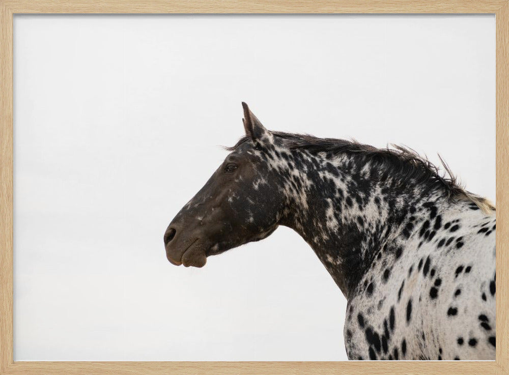 Andromeda 4 | Poster