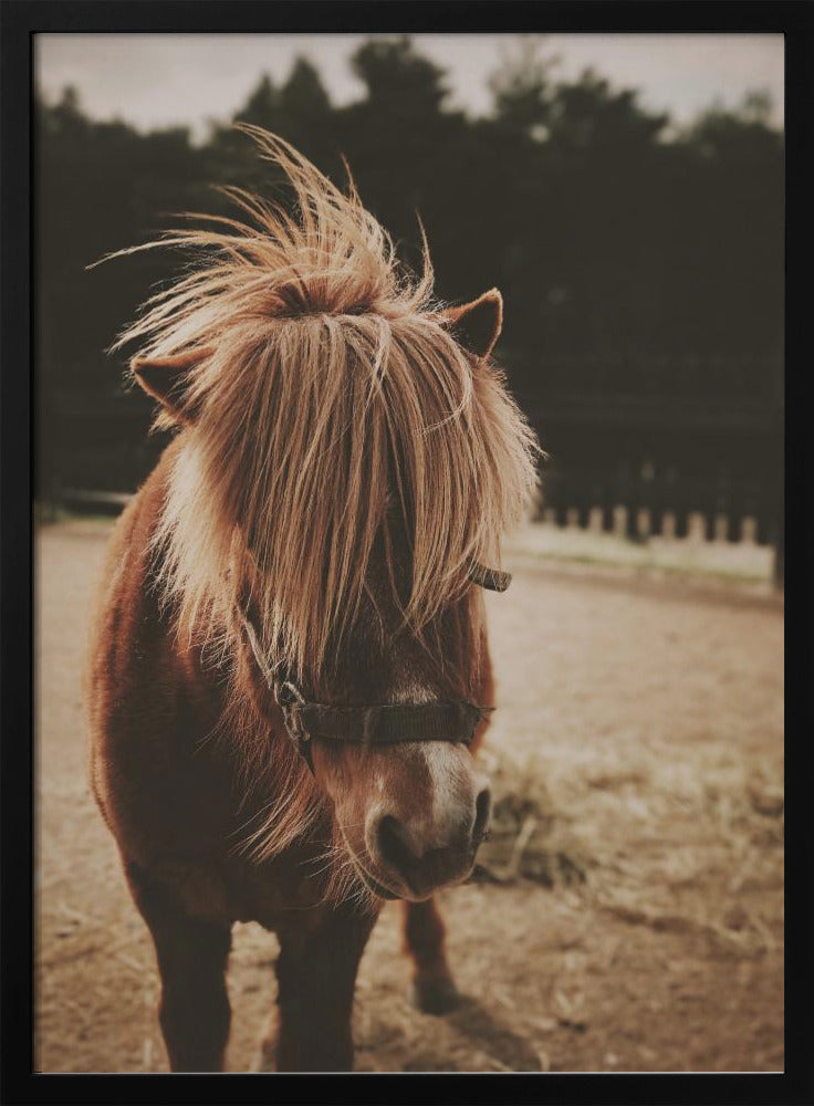 Pony with a Shaggy Mane | Poster