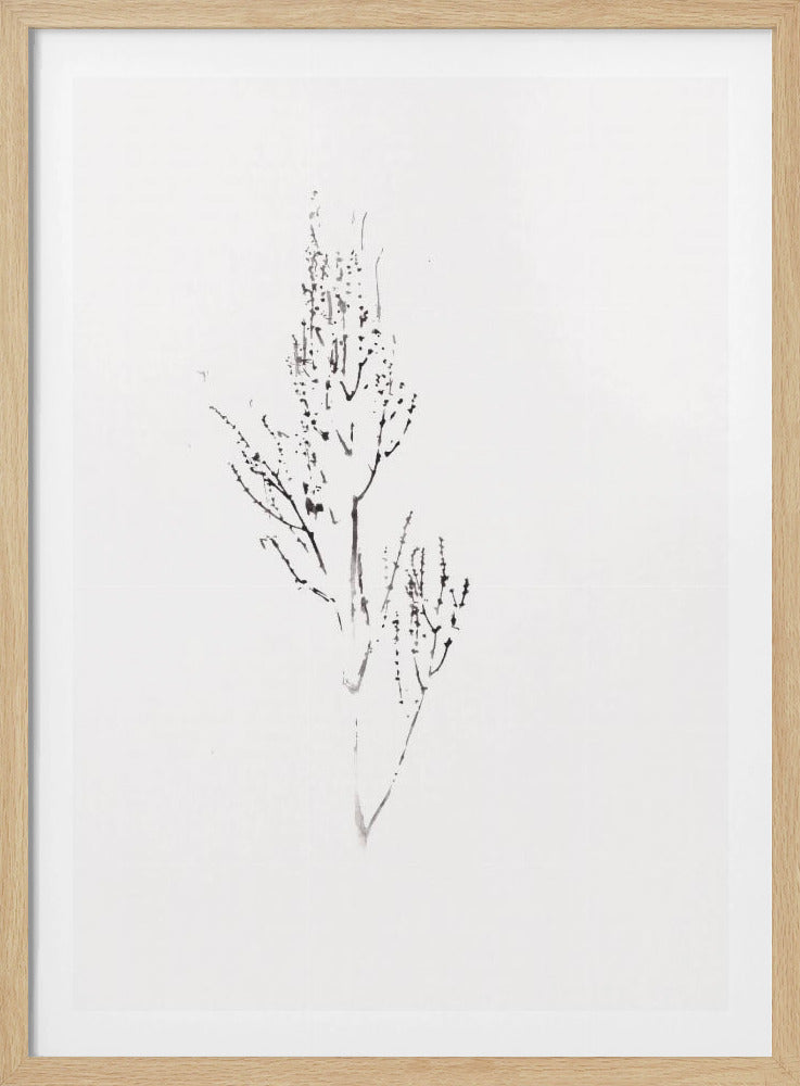 Plants | Poster
