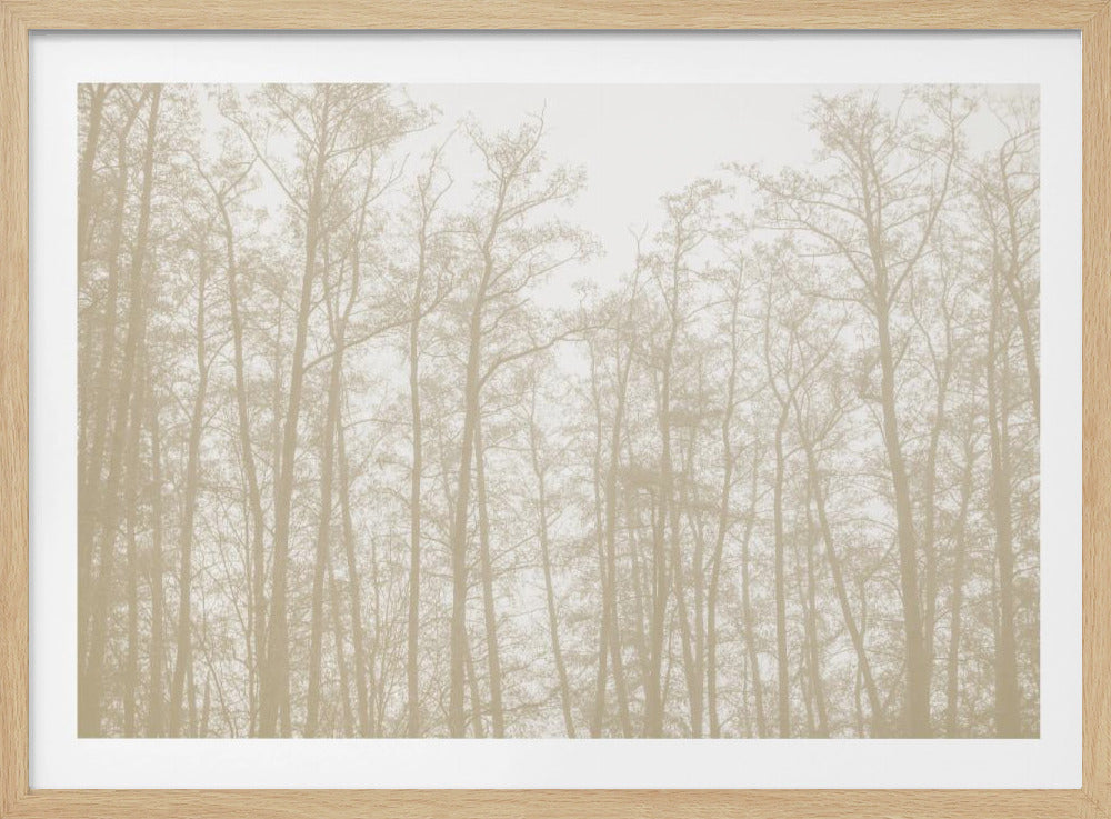 Tree Silhouettes 1 | Poster