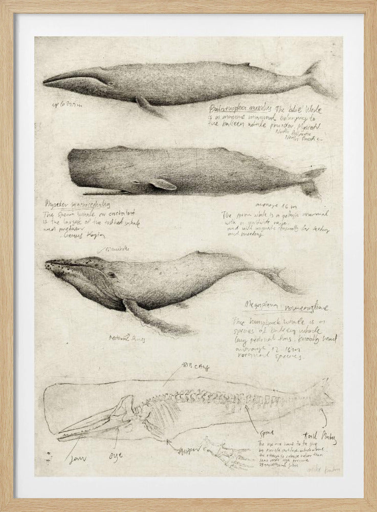Sketches Of Various Whale | Poster