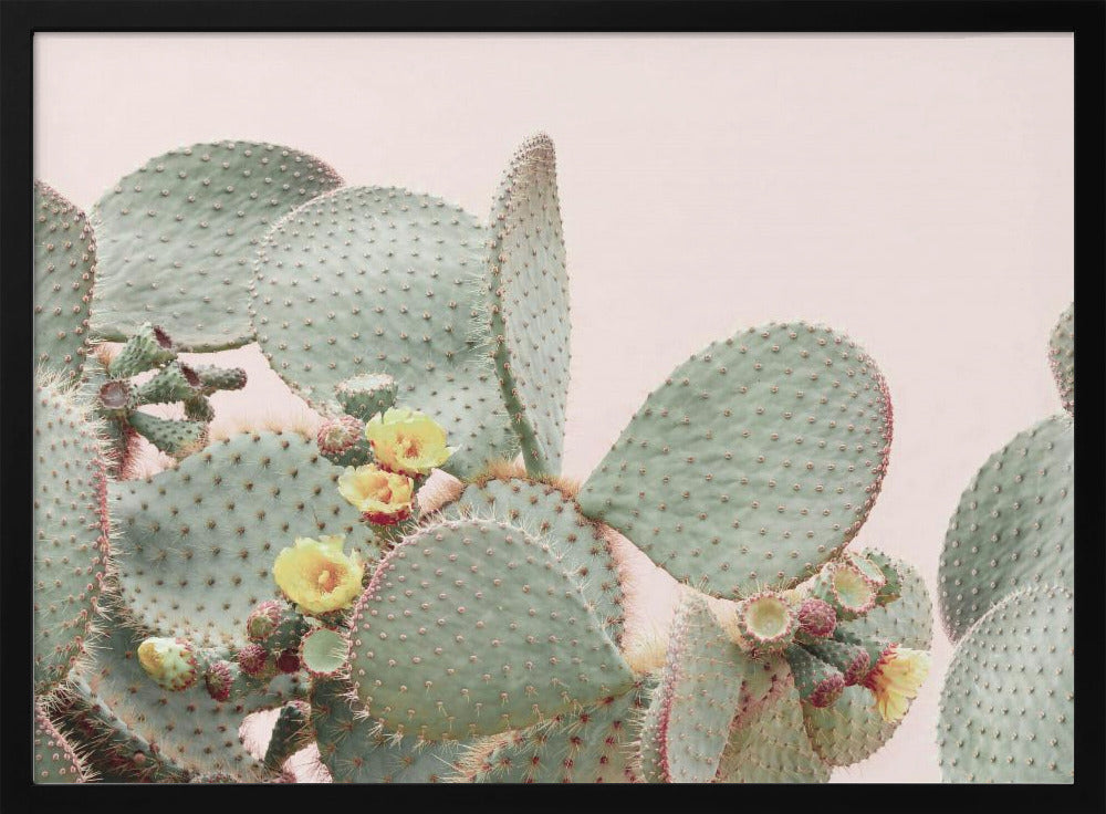 Blooming Cactus | Poster