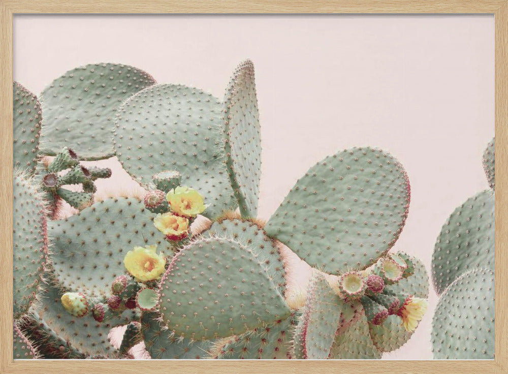 Blooming Cactus | Poster